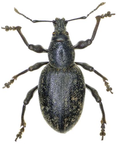 Réf. 315 438 : Otiorhynchus insubricus